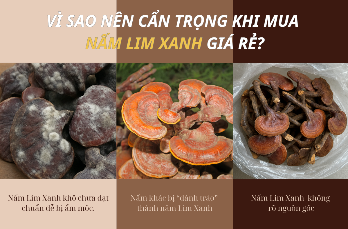 Nấm Lim Xanh giá bao nhiêu
